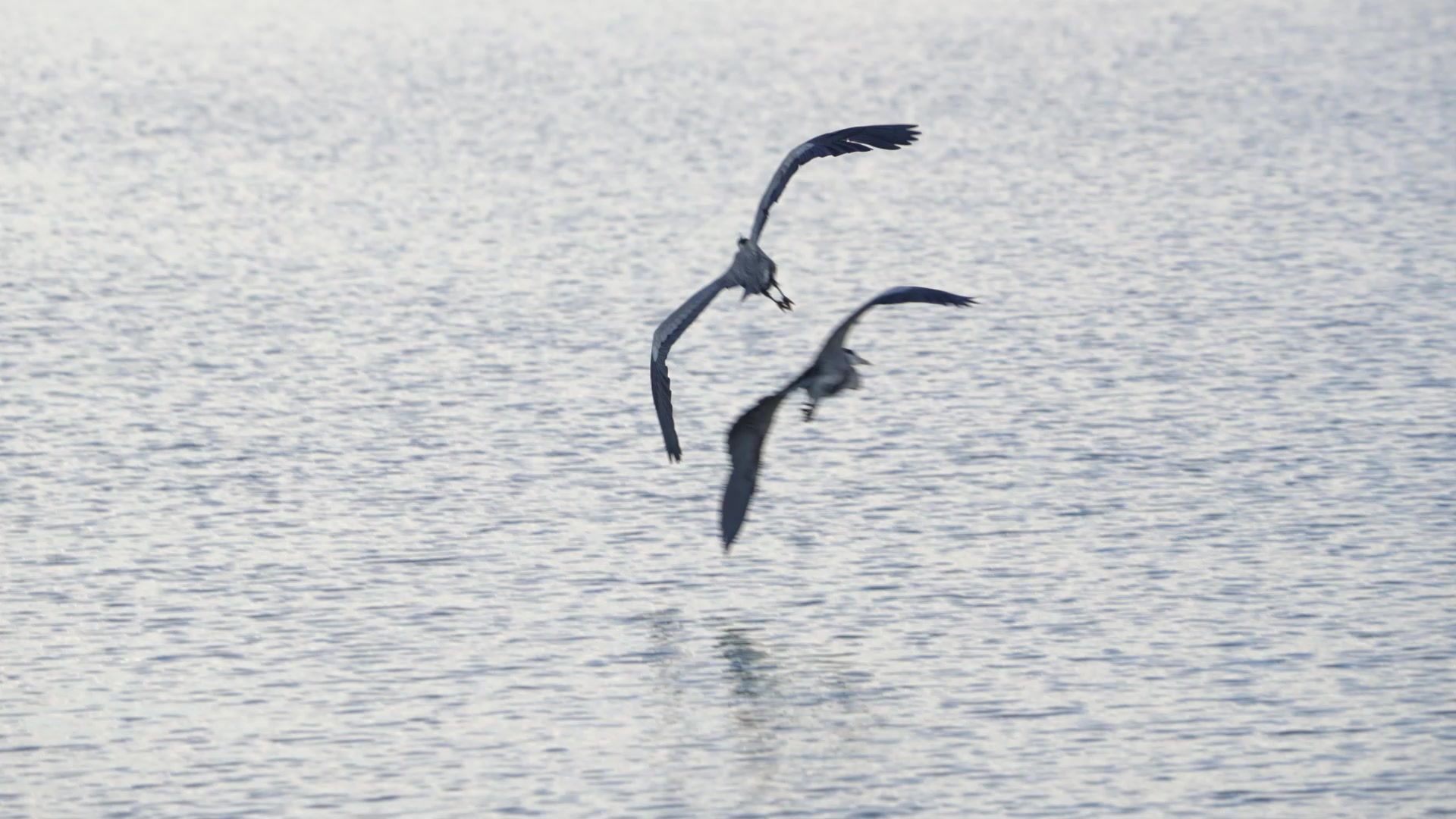A blue heron flying over the water